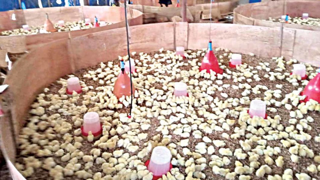Day-old-Chicks