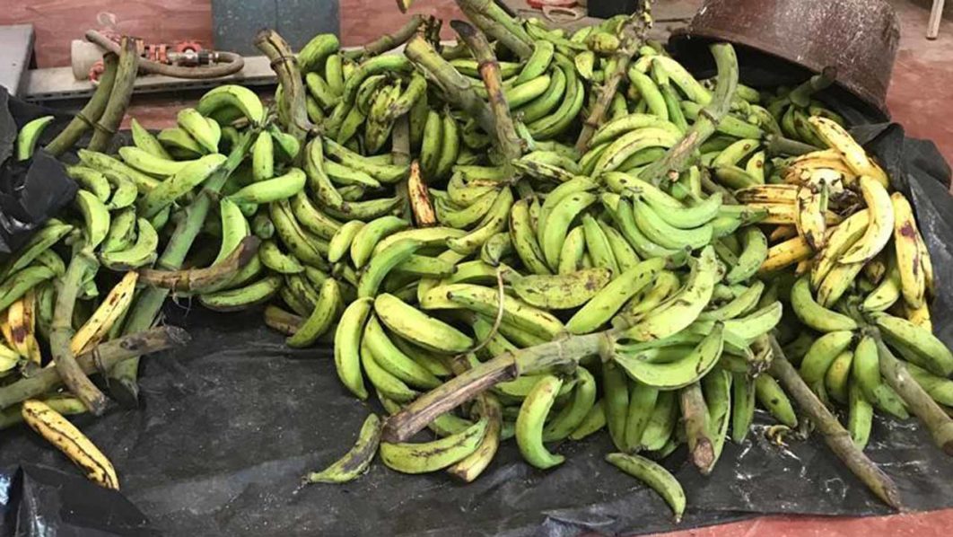 Fresh-plantain
