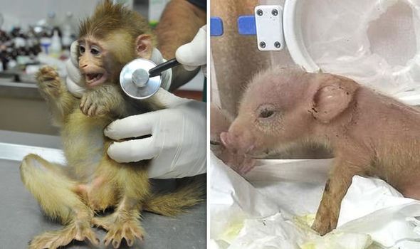 monkey pig photo-daily express
