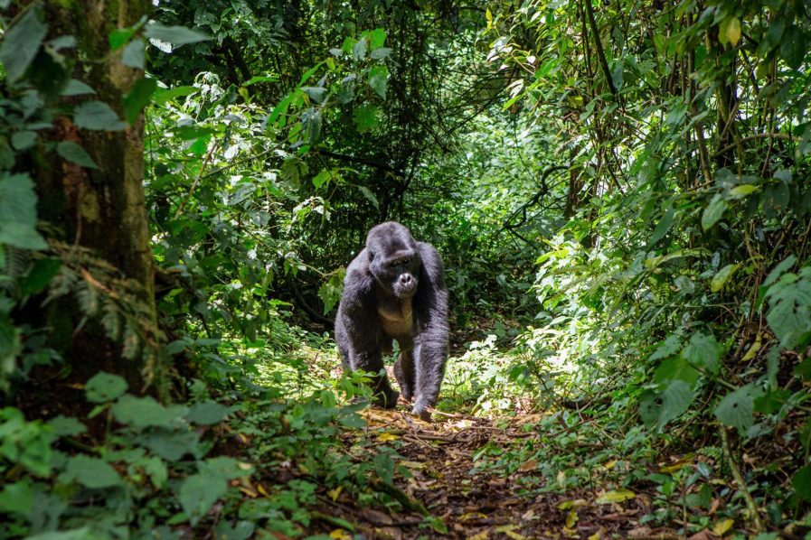 Mountain gorlla trekking in Uganda Fodors Travel Guide