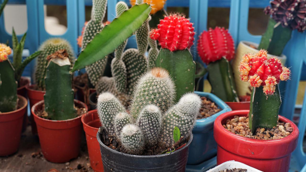 Plant