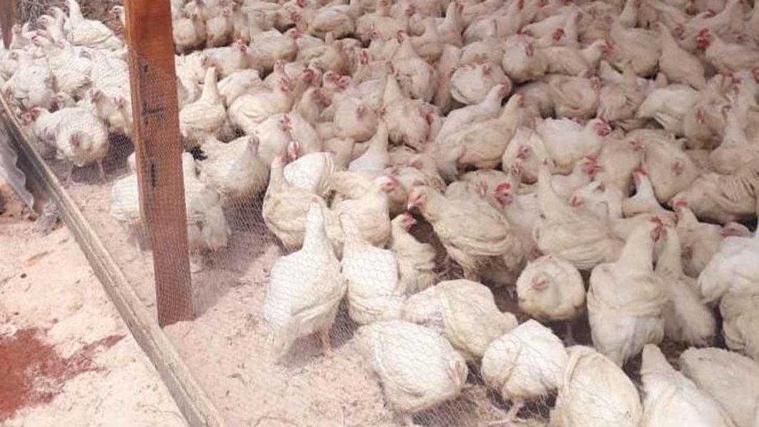 broilers