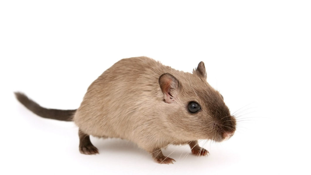 Rat