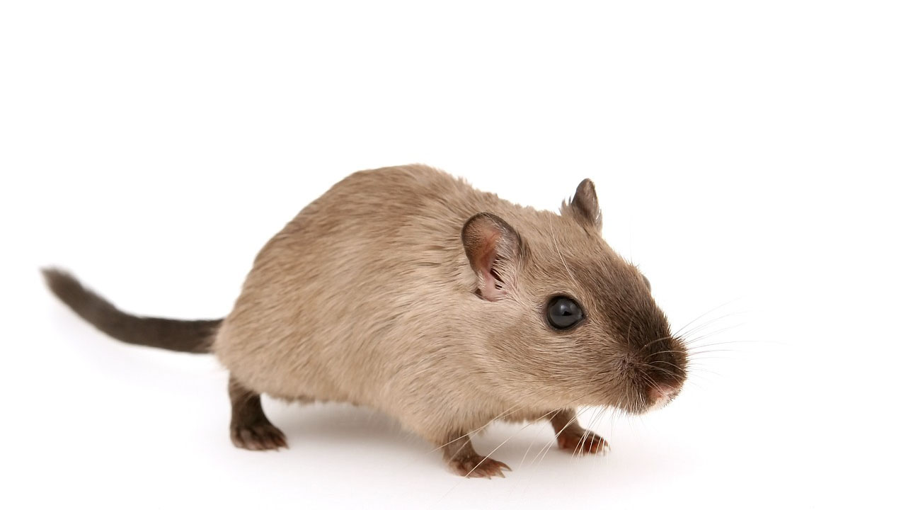 Rat
