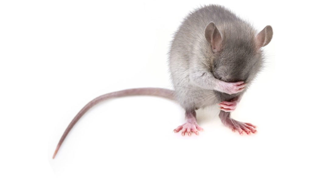 Rat