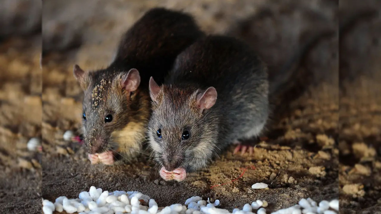 Rat