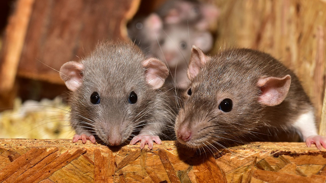 Rat