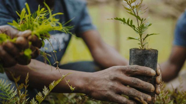 Tree-planting
