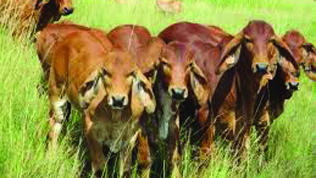 cattle ranch
