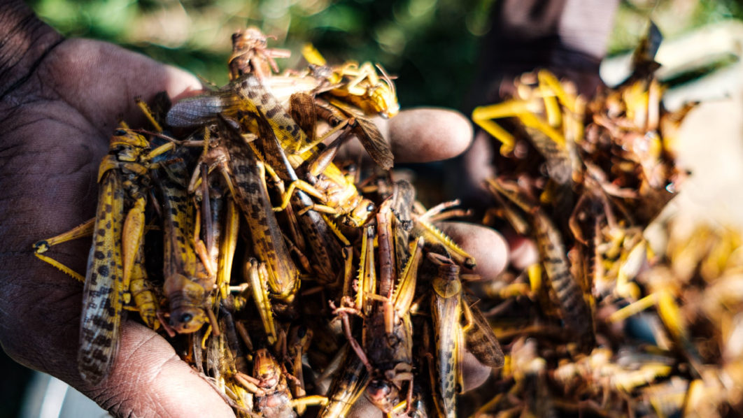 UGANDA-ENVIRONMENT-LOCUSTS-FOOD