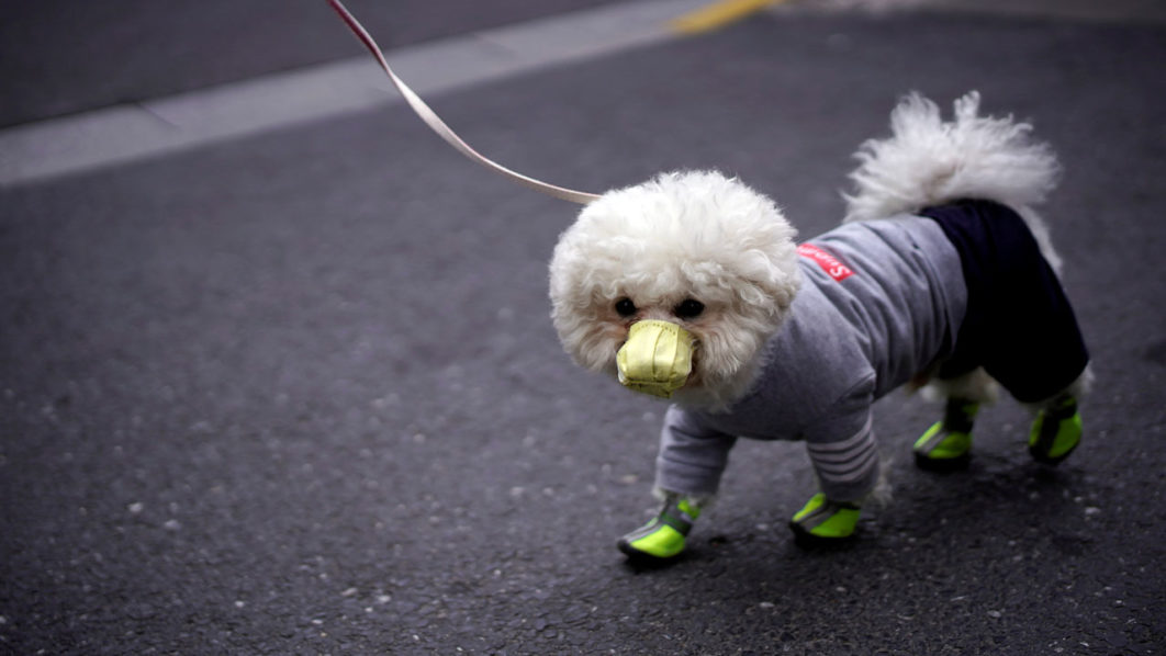 A dog wearing face mask is seen on a street as the country is hit by an outbreak of the novel coronavirus, in Shanghai