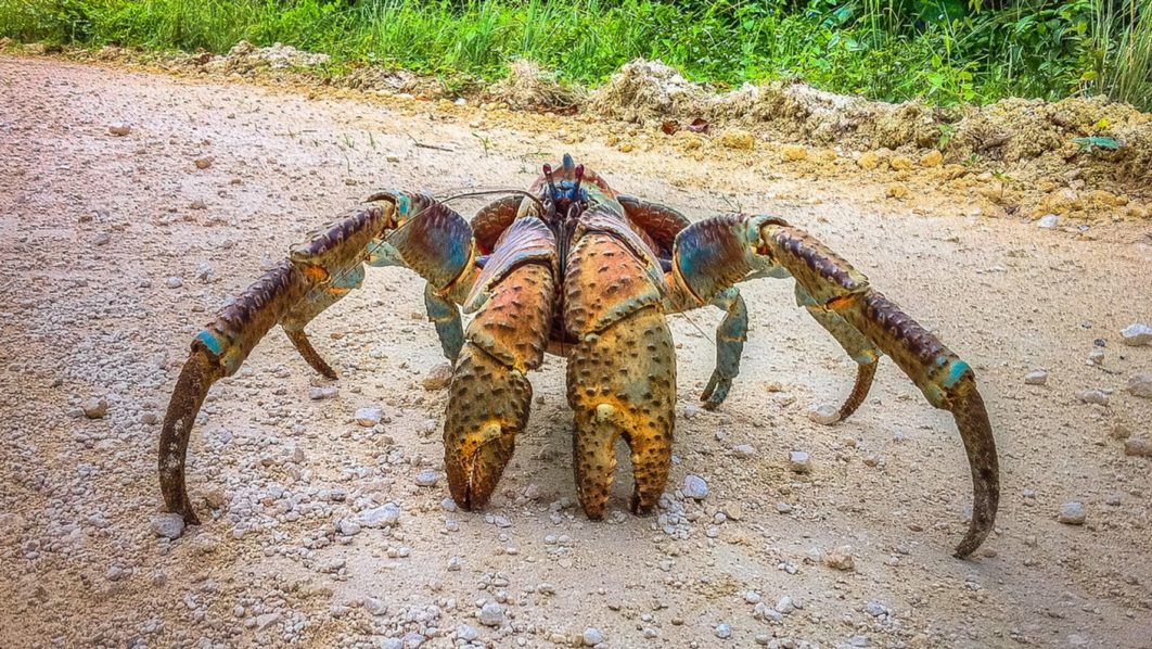 Coconut Crab | Image: HADI ZAHER/GETTY IMAGES/HUFF POST
