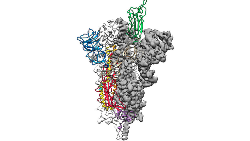 The first 3D atomic scale map of the part of the 2019 novel coronavirus that attaches to and infects human cells is seen in an illustration