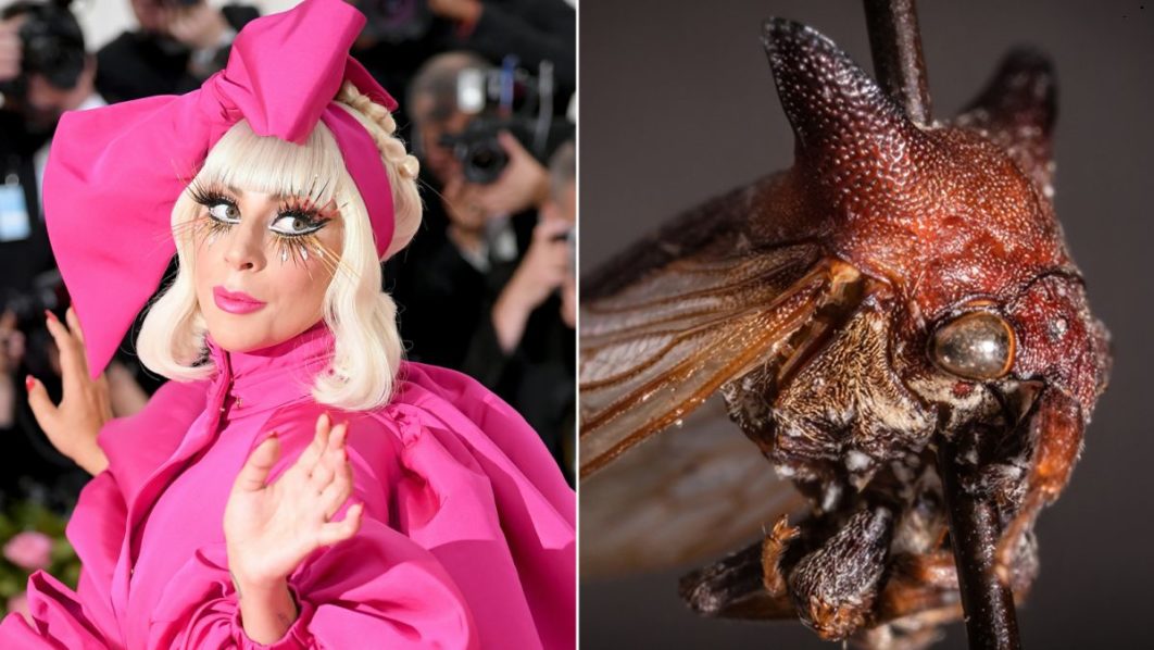 Lady Gaga Insect – CNN