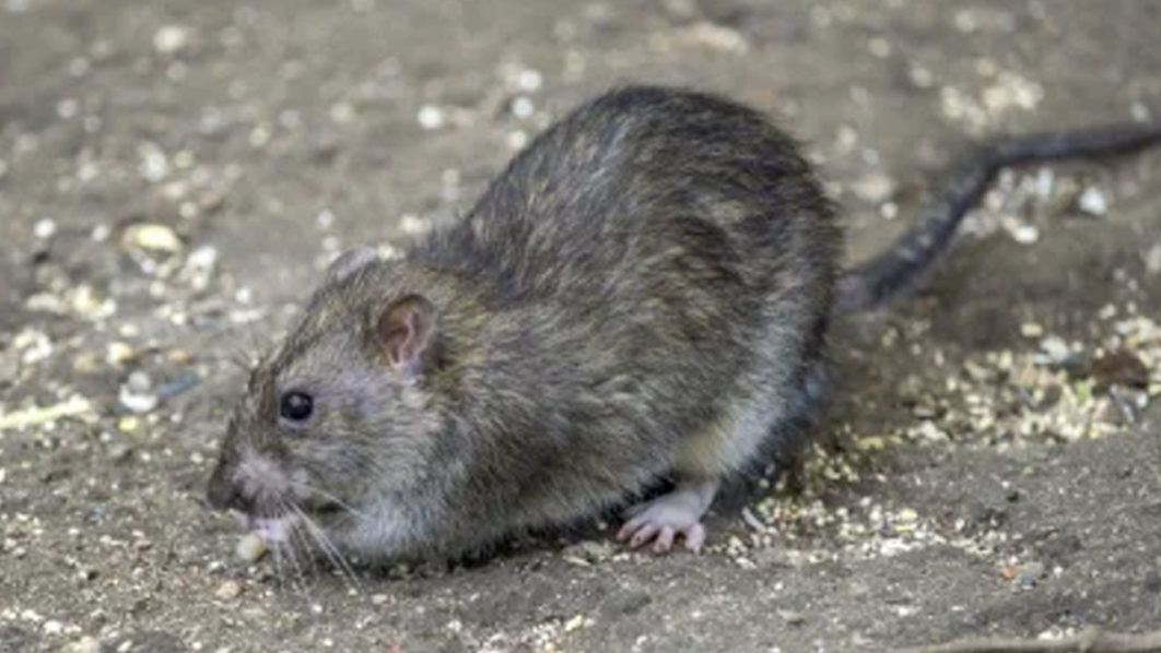 Rat