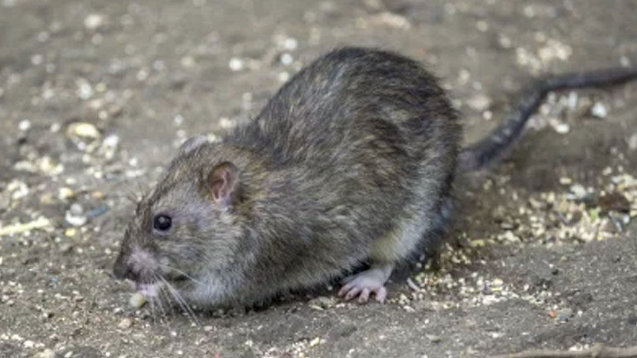 Rat