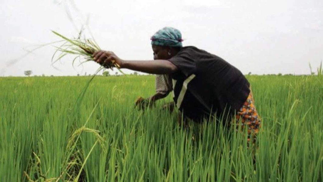 Rice-Farm