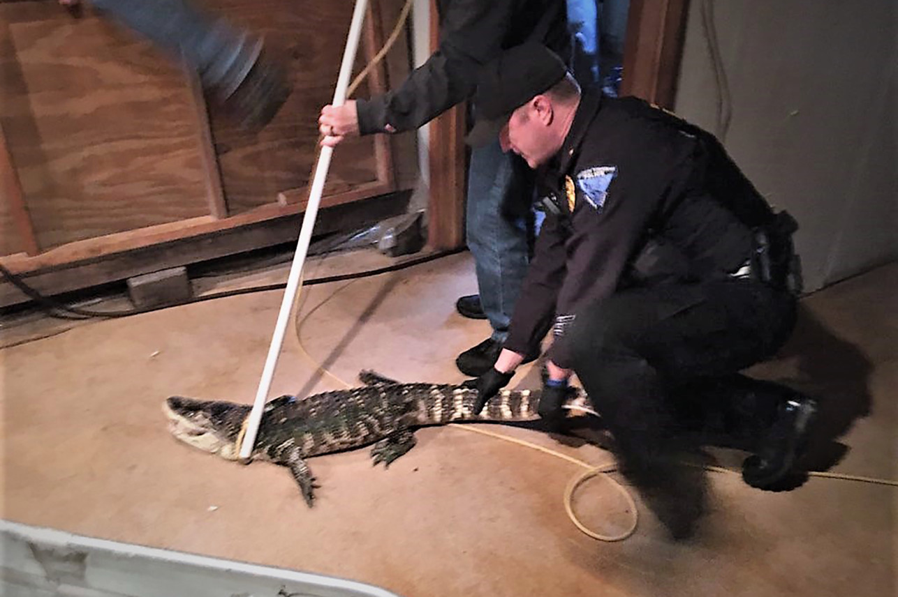Alligator
