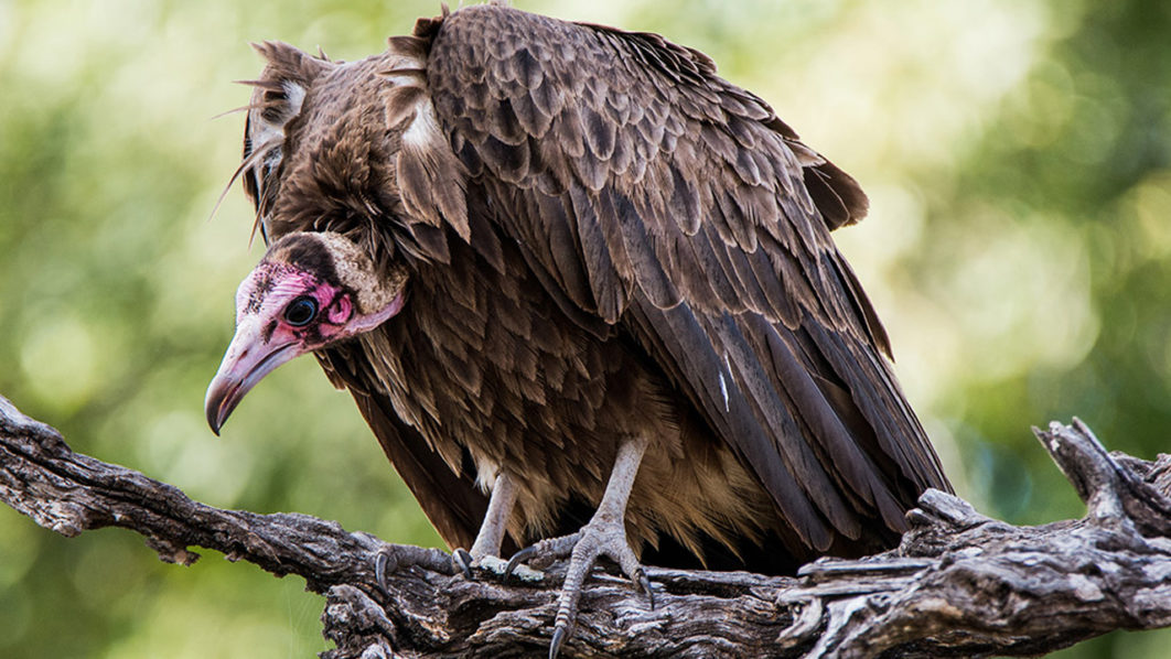 Vulture