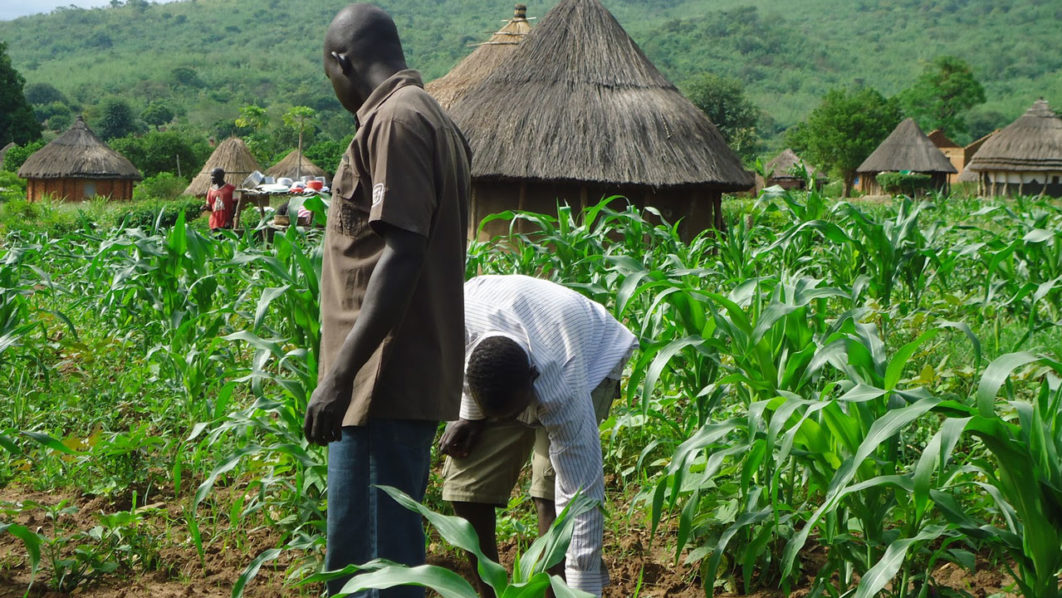 youth-farming