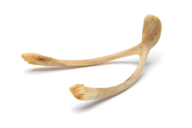Chicken bone