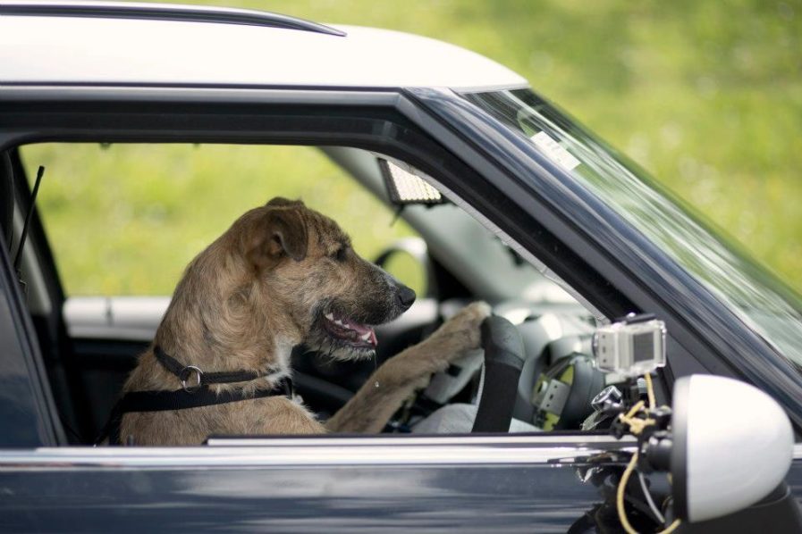 Driving Dog