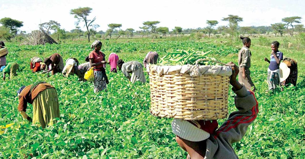 Farming