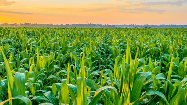 agriculture