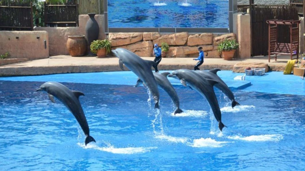 Dolphins5-Medium-Small