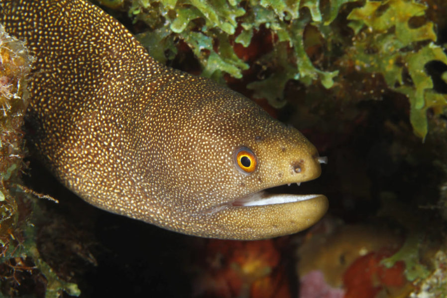 Eel