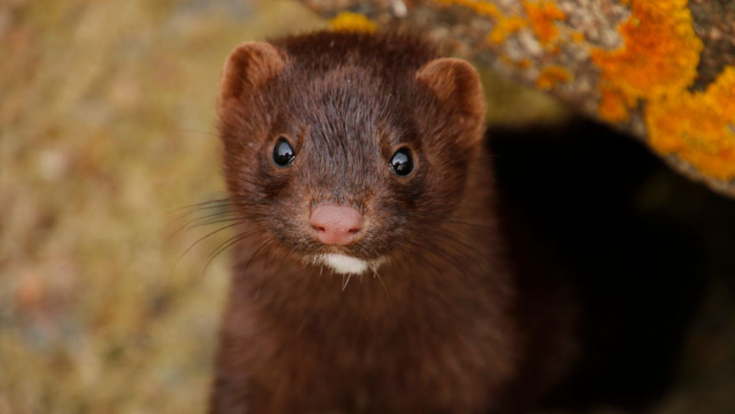 Mink