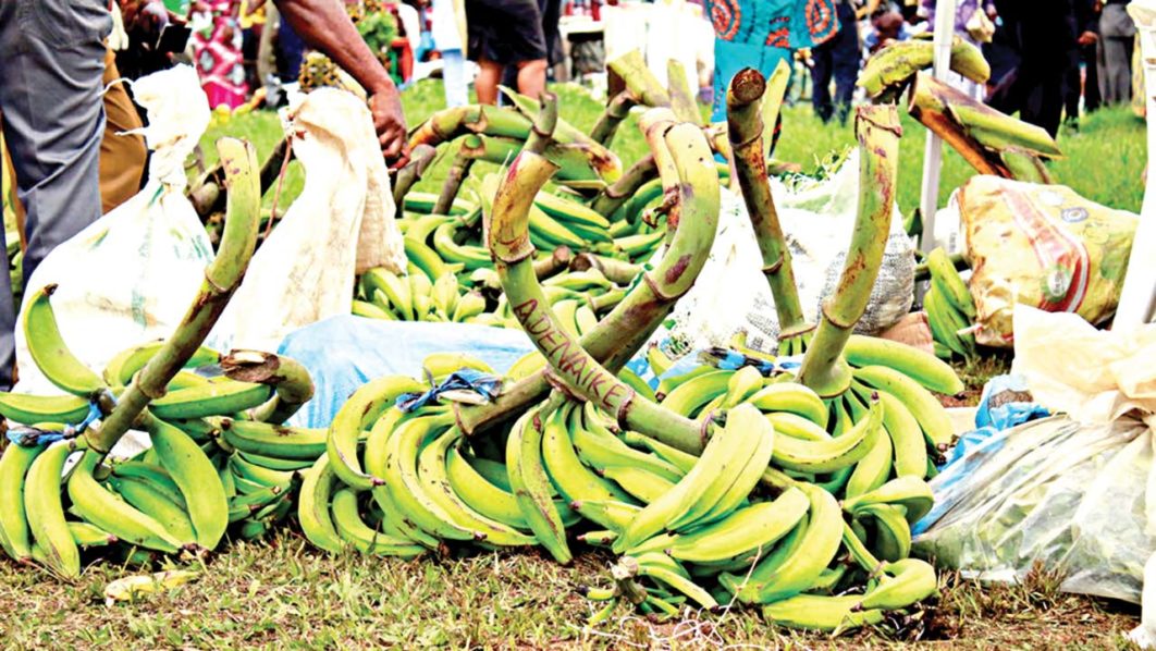 Plantain