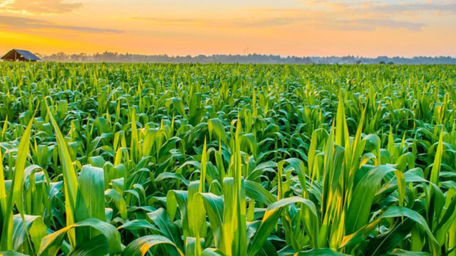 agric
