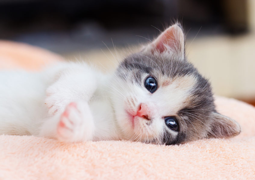 Cat. Photo Live Science (1)