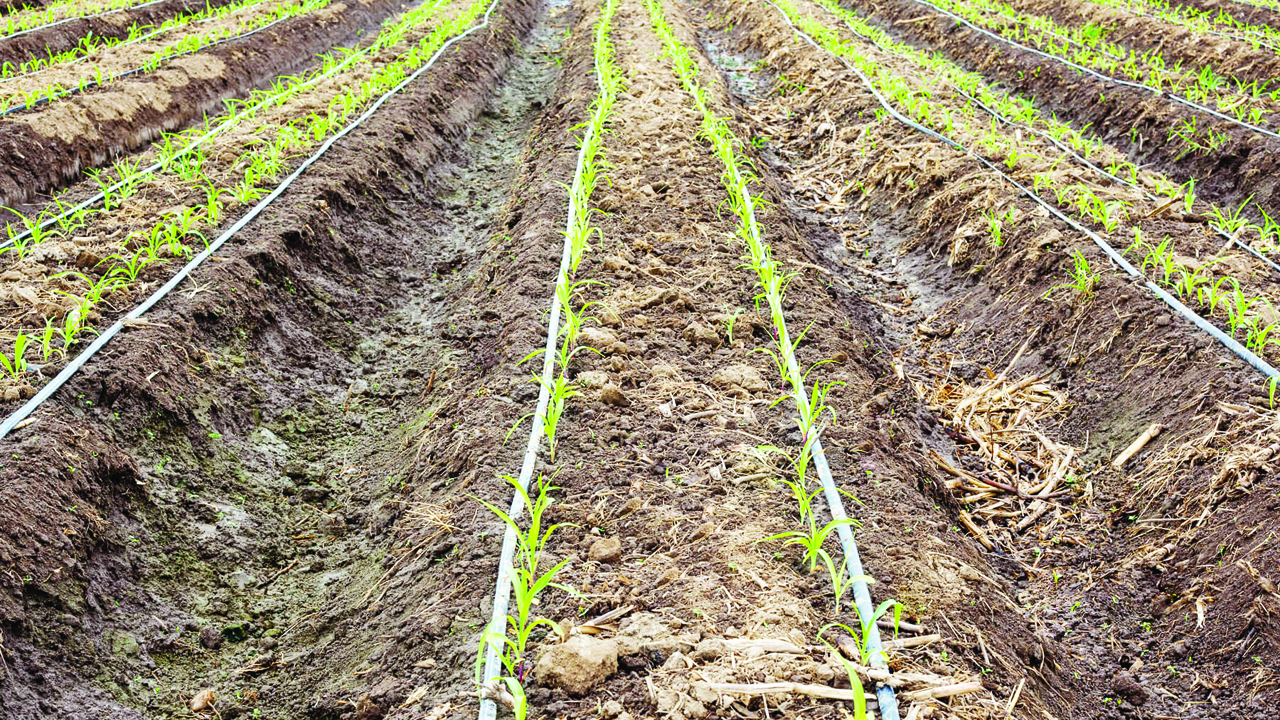 Irrigated maize farm