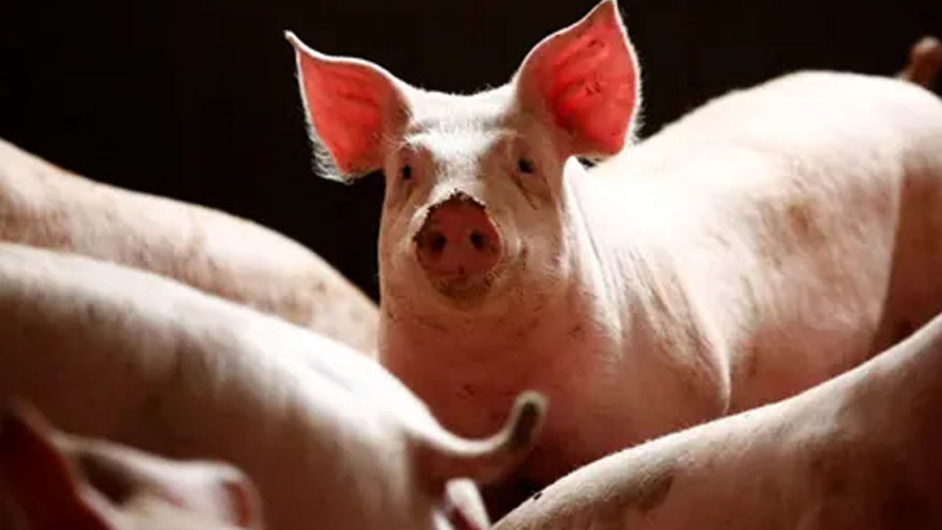 Pig