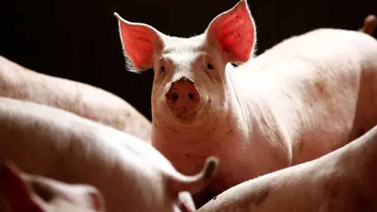Pig
