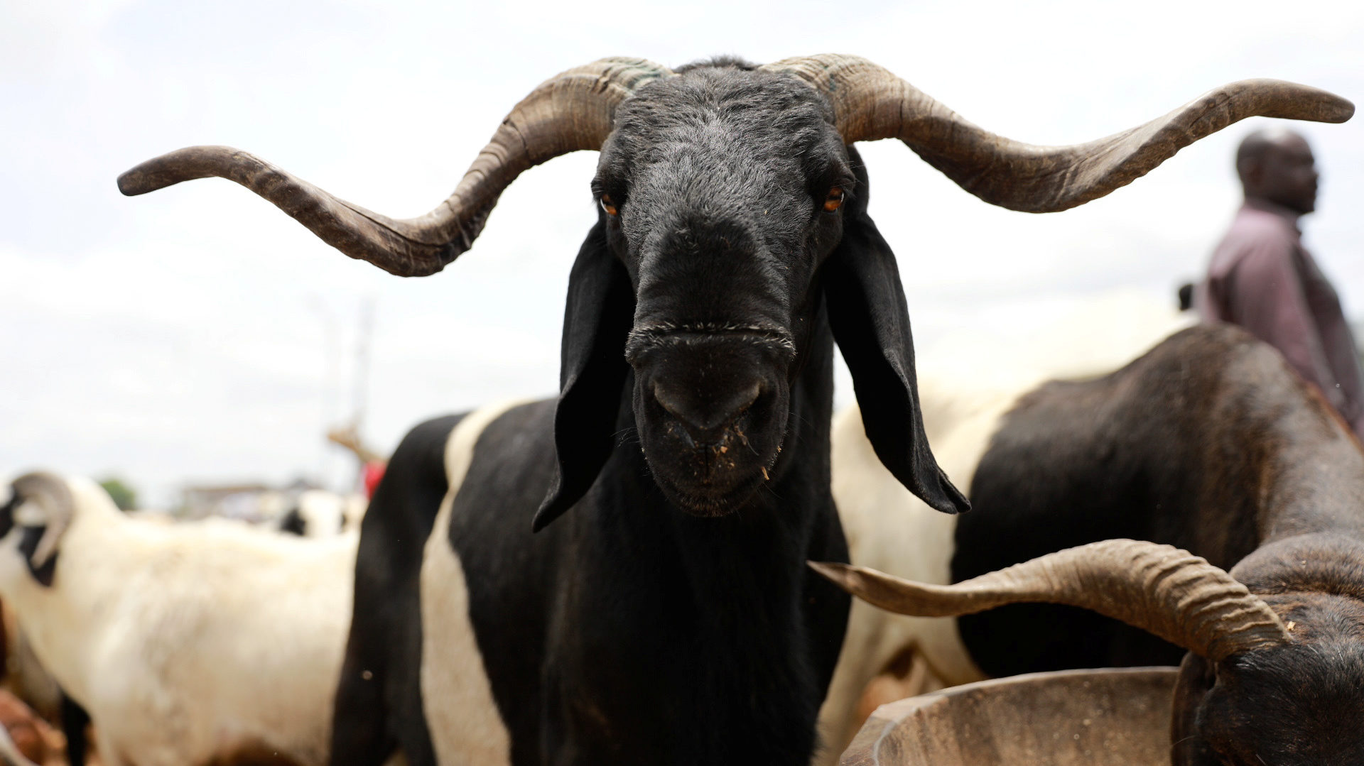 A ram is seen at the Yan’ awaki livestock market ahead of Eid al-Adha festival in Kano