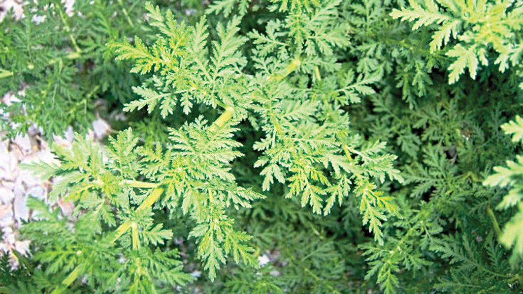 Artemisia-annua
