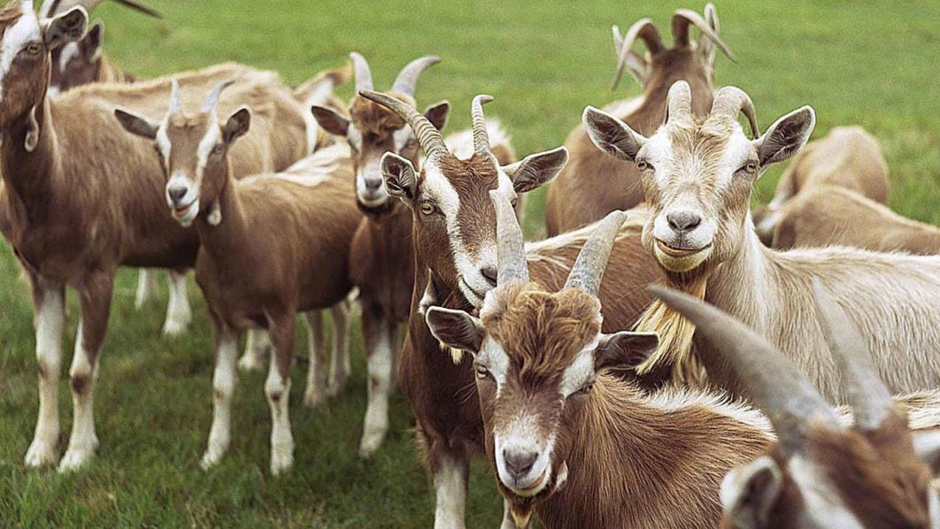 Goats