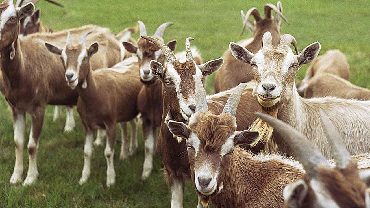 Goats