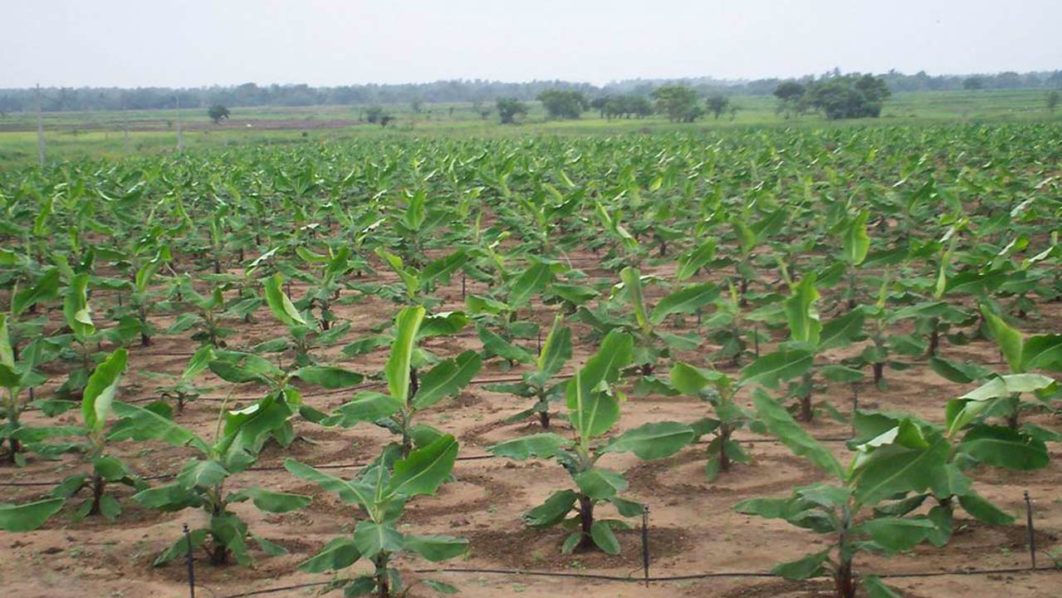 Plantain-farm