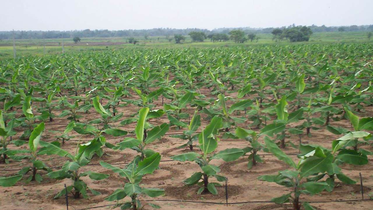 Plantain-farm