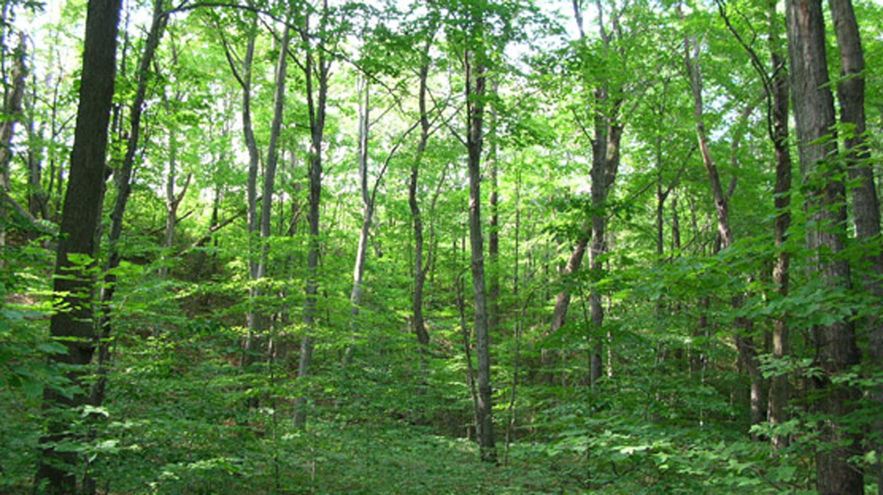 forest