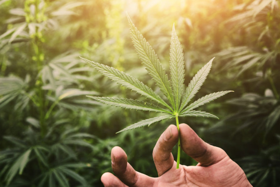 Hand Holding Marijuana Leaf