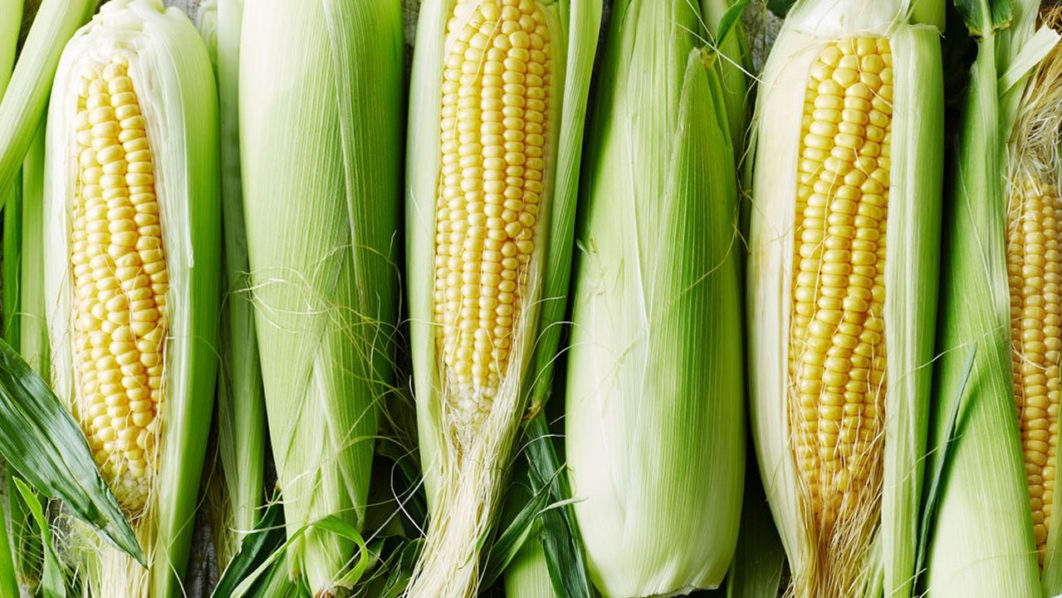 maize