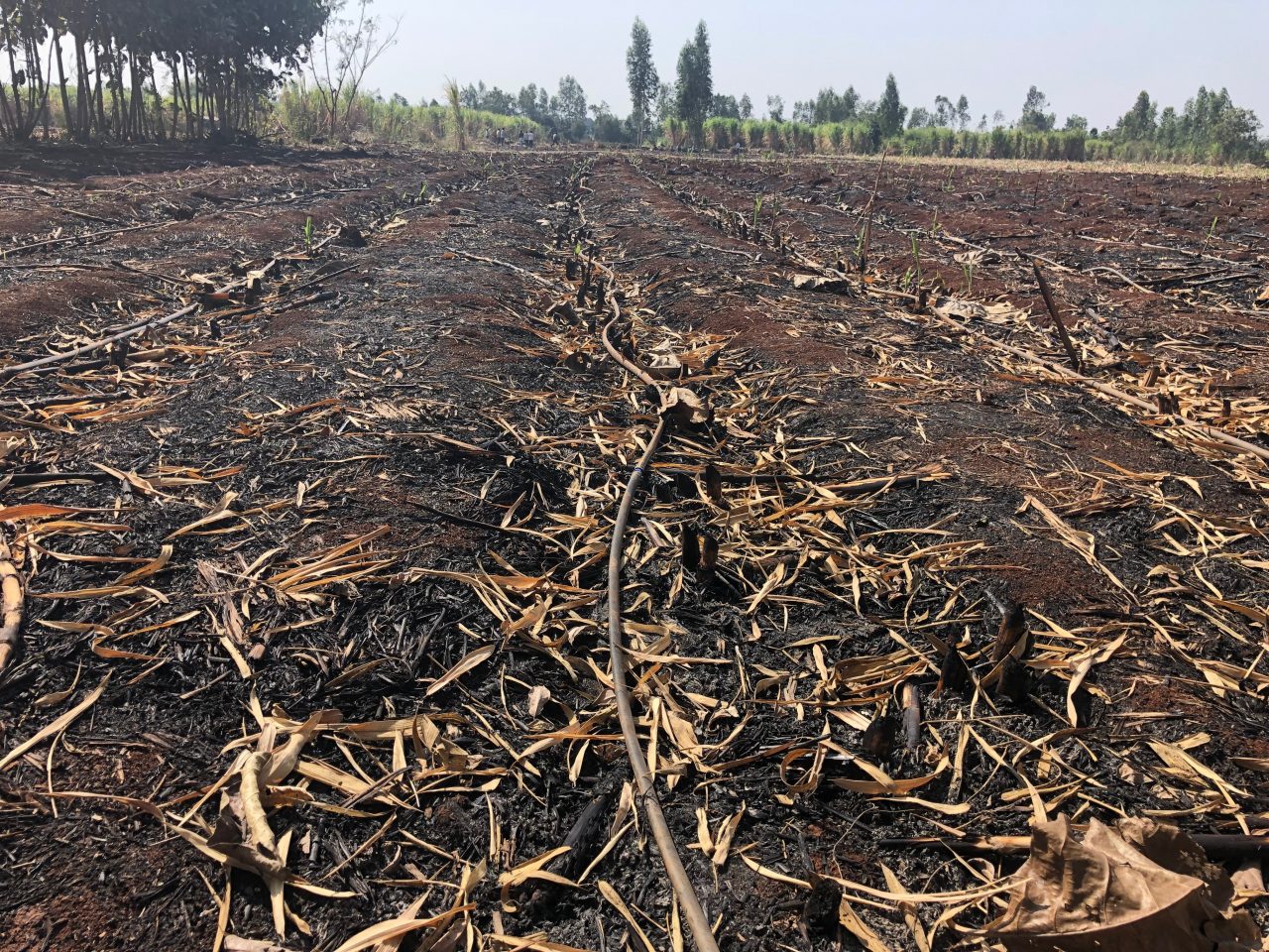 soil degradation