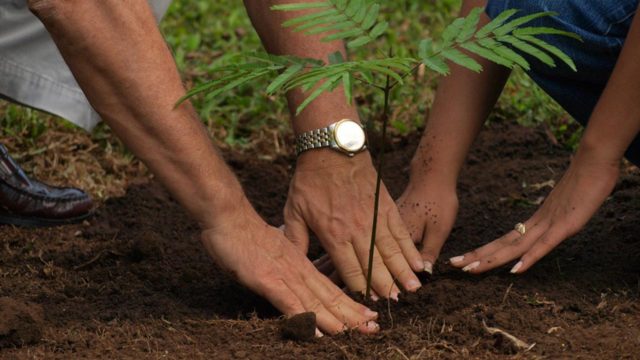 tree-planting