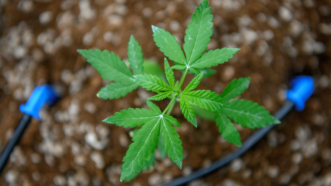 cannabis