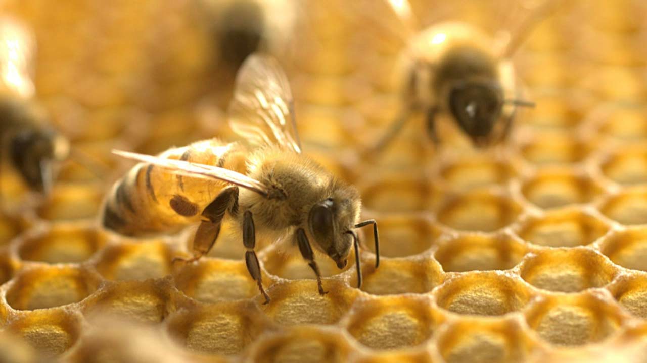 HONEY-BEES